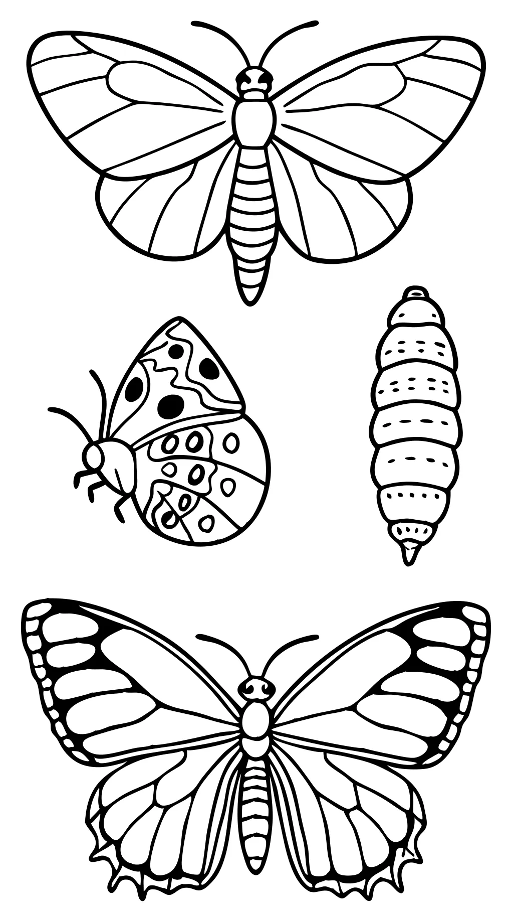 Ciclo de vida de la página para colorear de mariposa